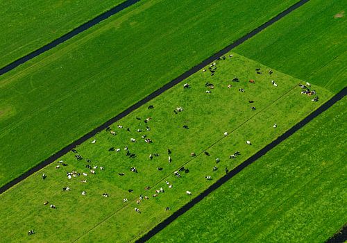 Hollands landschap met koeien