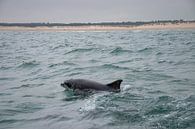 Tuimelaar Dolfijn Schotland van Merijn Loch thumbnail