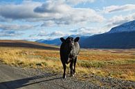Noorse koe op de berg van Sran Vld Fotografie thumbnail