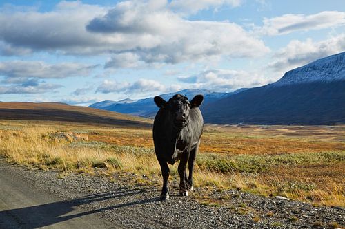 Noorse koe op de berg