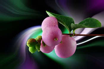 Schneebeere - symphoricarpos - vor einem farbigen abstrakten Hintergrund