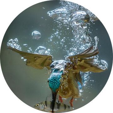 Duikende ijsvogel (onder water) van Jaap La Brijn