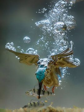 Diving kingfisher (underwater) by Jaap La Brijn