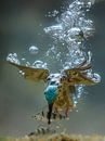 Diving kingfisher (underwater) by Jaap La Brijn thumbnail