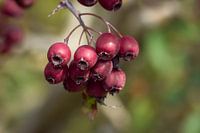 Herbstfarben ...