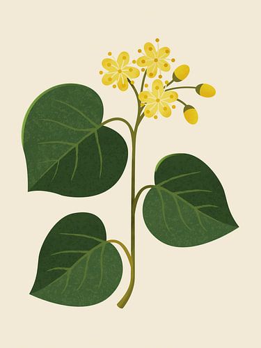 Lindebloesem – een botanische en minimalistische illustratie