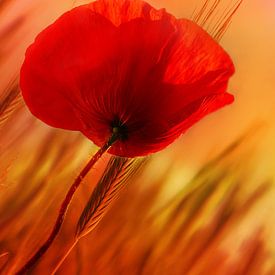 Poppy flower by Violetta Honkisz