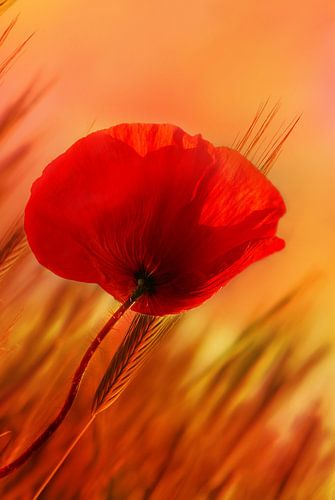 Klaproos bloem van Violetta Honkisz