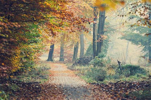 autumn in the Veluwe