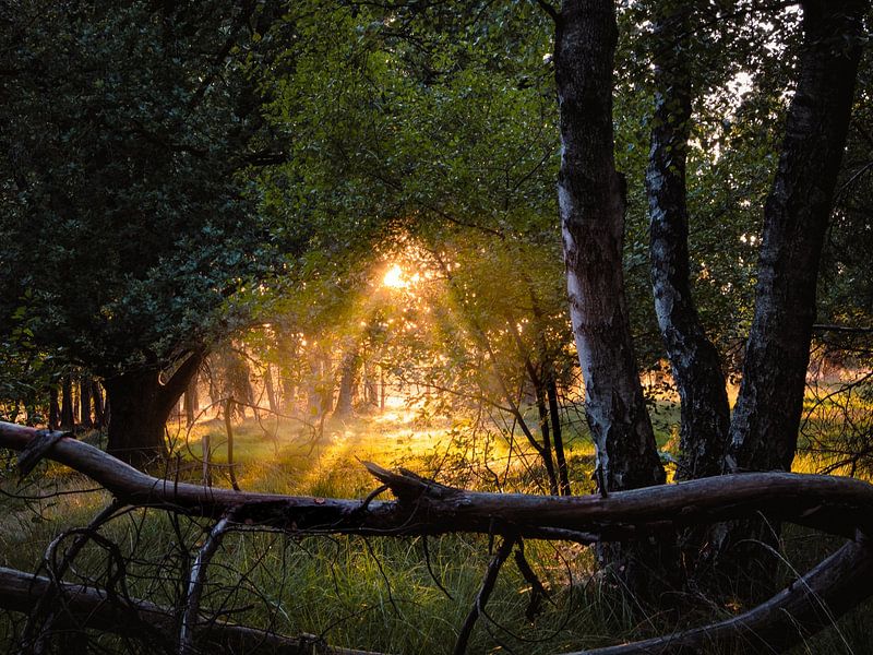 zonneharpen van P Hogeveen