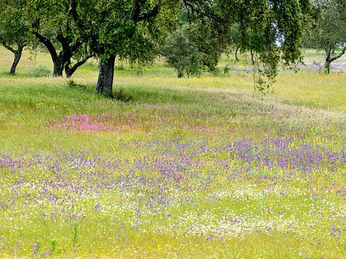 mer de fleurs sous les chênes-lièges