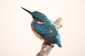 IJsvogel op tak