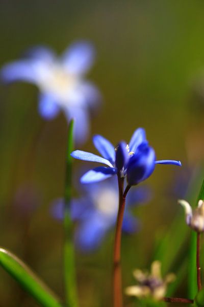 Charming scilla by Thomas Jäger