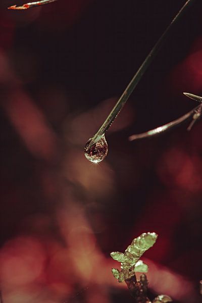 Water drop by Pixel4ormer
