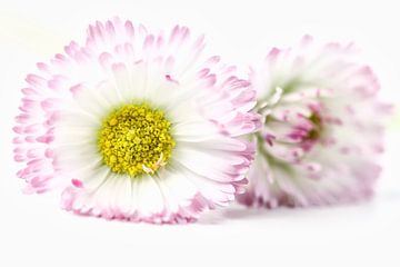 Two daisies by Jana Behr