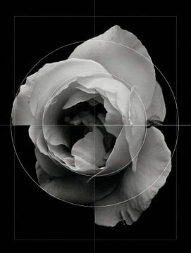 Black and white Rose