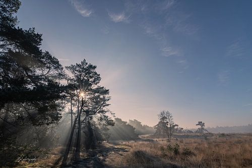 Rayons de soleil à travers les branches dans la lumière du matin