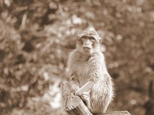 Berberaffe in Sepia