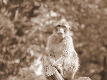 Berber aap in sepia