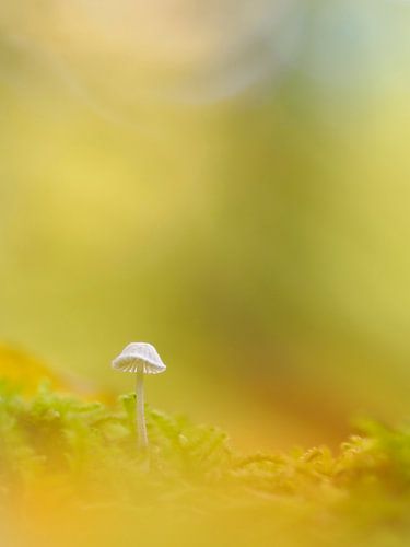 Feiner, kleiner Pilz im Abendlicht: Helmling mit Bokeh