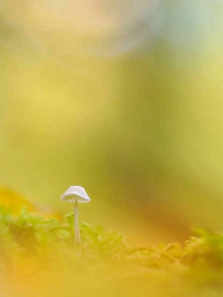 Fine, small mushroom in the evening light: helminth with bokeh by Horst Husheer