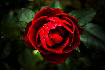 Bloem, roze, struik Roses II.