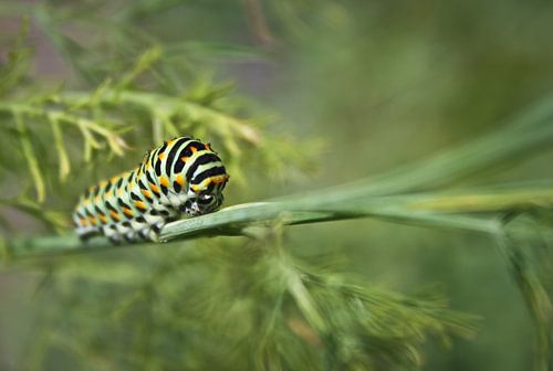 Black swallowtail caterpillar