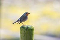 Roodborst