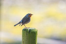 Rothkelchen von Robbie Nijman