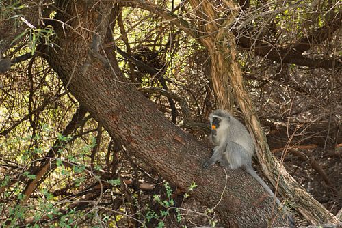 Monkey in the tree