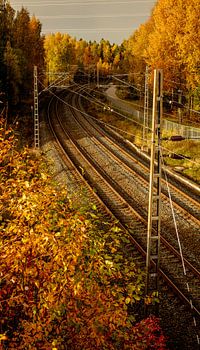 Kurvige Gleise im Herbst – Oberleitung & Goldene Blätter