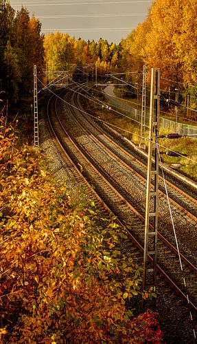 Curving Rails in Autumn – Catenary Lines & Golden Trees