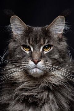 Close-up of a Maine Coon cat by Nikki IJsendoorn