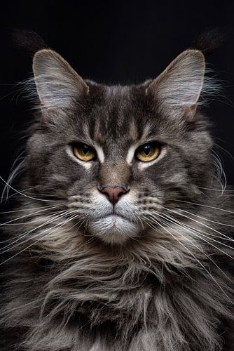 Nahaufnahme einer Maine Coon-Katze