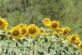 Sonnenblumen von Patrick van beek76