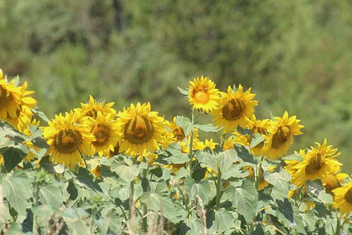 Tournesols