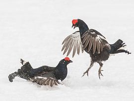 Korhanenstrijd by Arjen Heeres