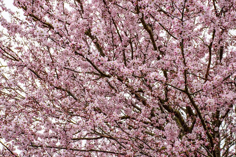 Pink dream by Ingrid de Vos - Boom