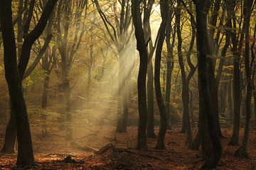 Gouden stralen in het herfstbos van Joyce Beukenex