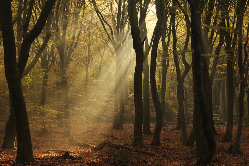 Gouden stralen in het herfstbos van Joyce Beukenex