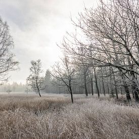 Rijp dans la Veluwe sur Jaap Tempelman
