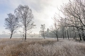 Rijp dans la Veluwe