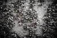 Shells on a concrete base