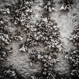 Schelpen van zebra mosselen op een ondergrond van beton van Jille Zuidema