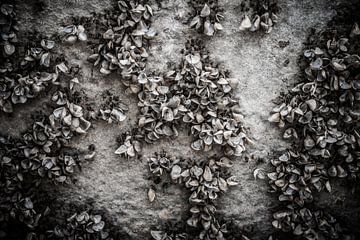 Schelpen op een ondergrond van beton