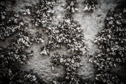 Schelpen op een ondergrond van beton