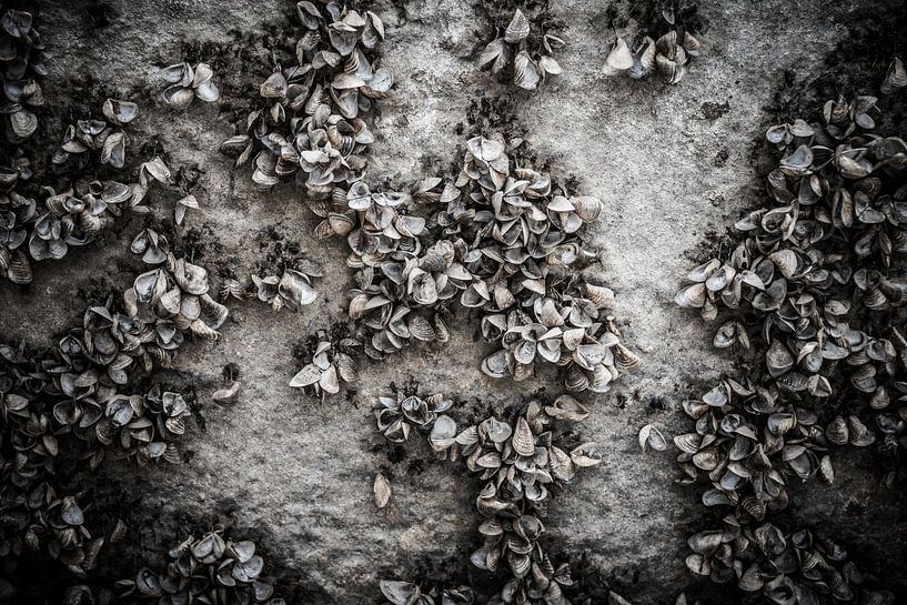 Schelpen op een ondergrond van beton van Jille Zuidema