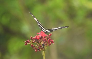 Vlinder op bloem van Esther