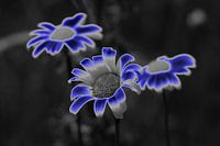 bloem neon