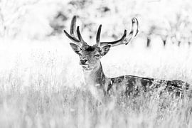 Deer with large antlers in the dunes - fallow deer in black and white by Jolanda Aalbers